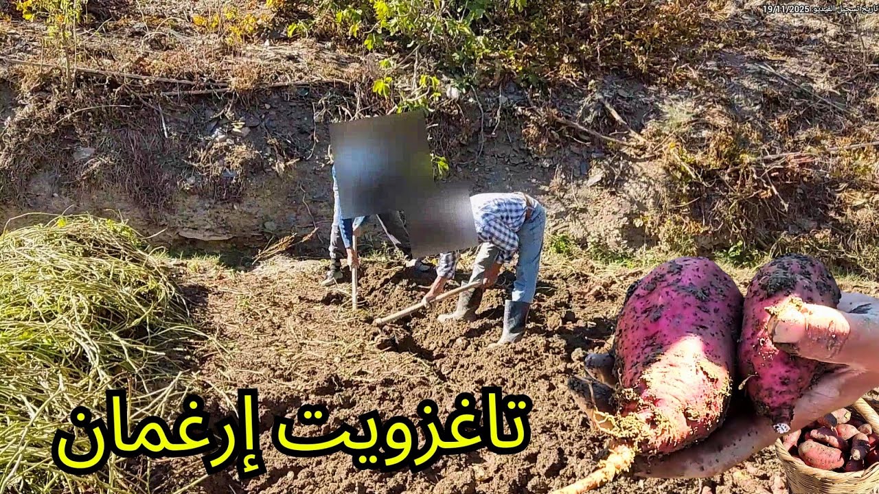 حياة القرية: جولة في مزرعة تاغزويت إرغمان وتوثيق المزروعات 