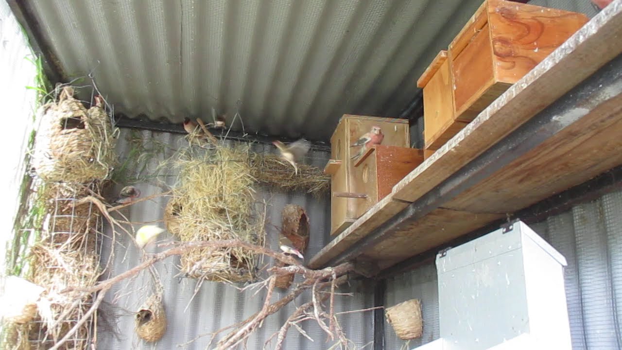 Aussie Yellow Gouldians. March & no nesting action.
