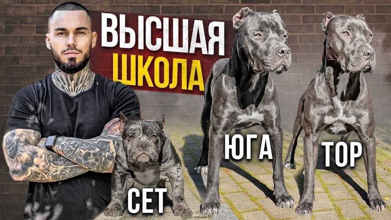 ПИТБУЛЬ НА ПРОГУЛКЕ - Социализация щенка