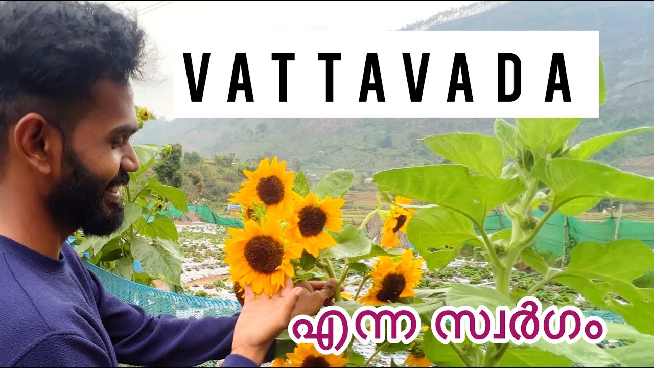Vattavada Munnar | Strawberry fields | Sunflower fields | Rafi Muhammed
