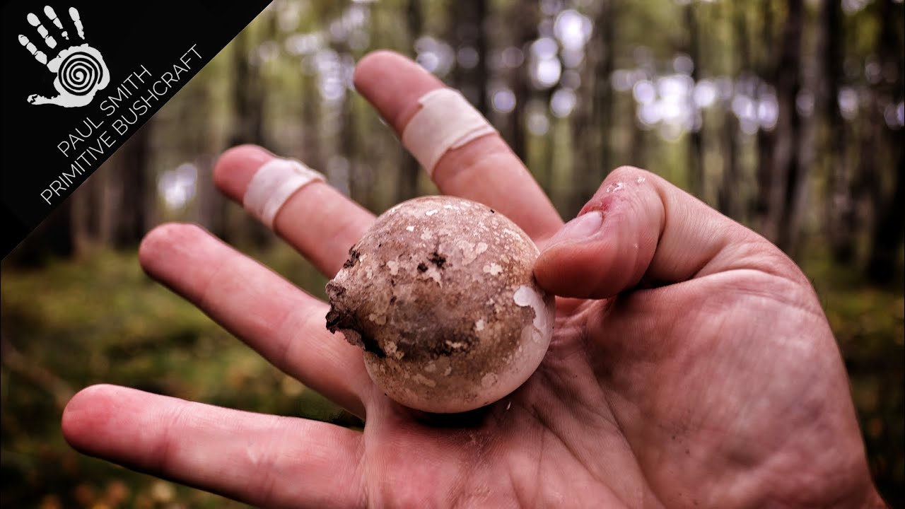 How to make a plaster from a mushroom, bushcraft for beginners!