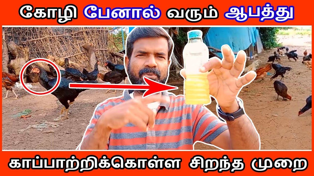 கோழி பேனால் வரும் ஆபத்து | காப்பாற்றிகொள்ள இதுவே சிறந்த முறை | 5.12.21 |TAMIL|GUNA NATTUKOZHI PANNAI