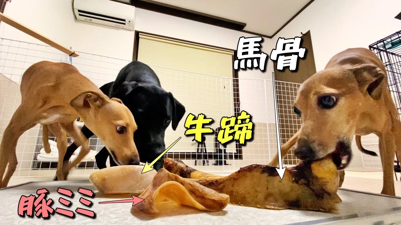 【モニタリング】愛犬たちのおやつに大きい骨をあげてみた【イタグレ＆ラブラドール】