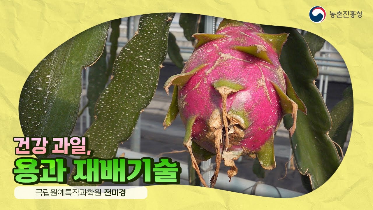 23. 용과 재배기술