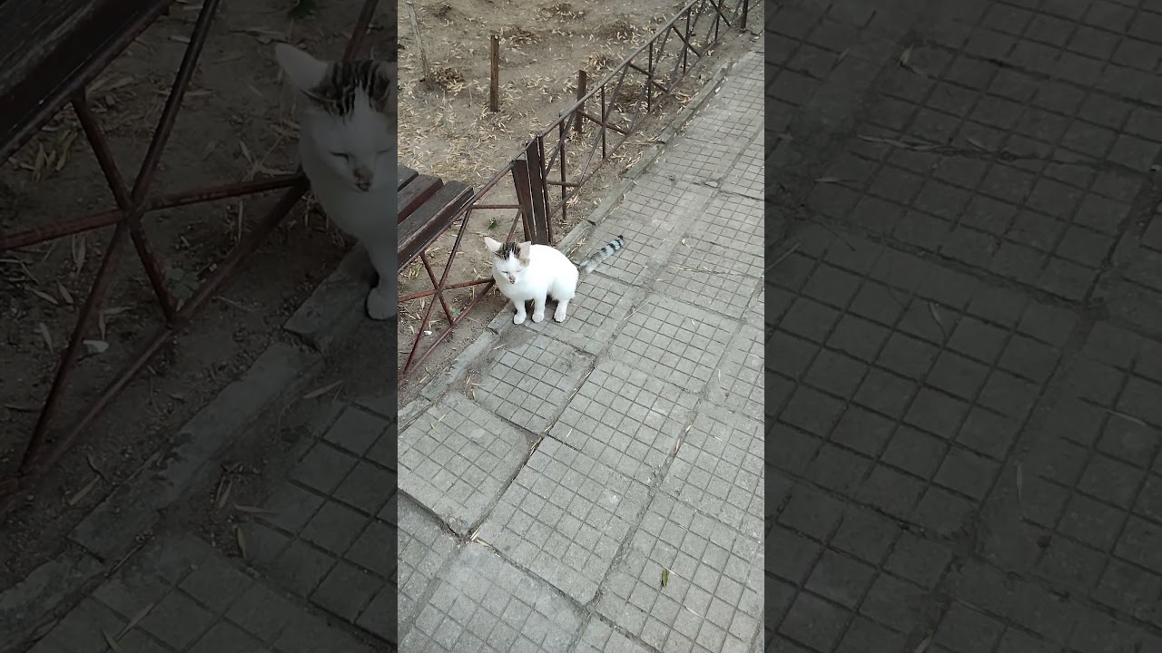 A foreign cat appeared and ours chased it away most mercilessly, but I could not film it