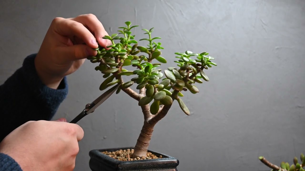 Crassula Ovata, Neue Front und Umgestaltung, My Hobby Bonsai, Jan 2022