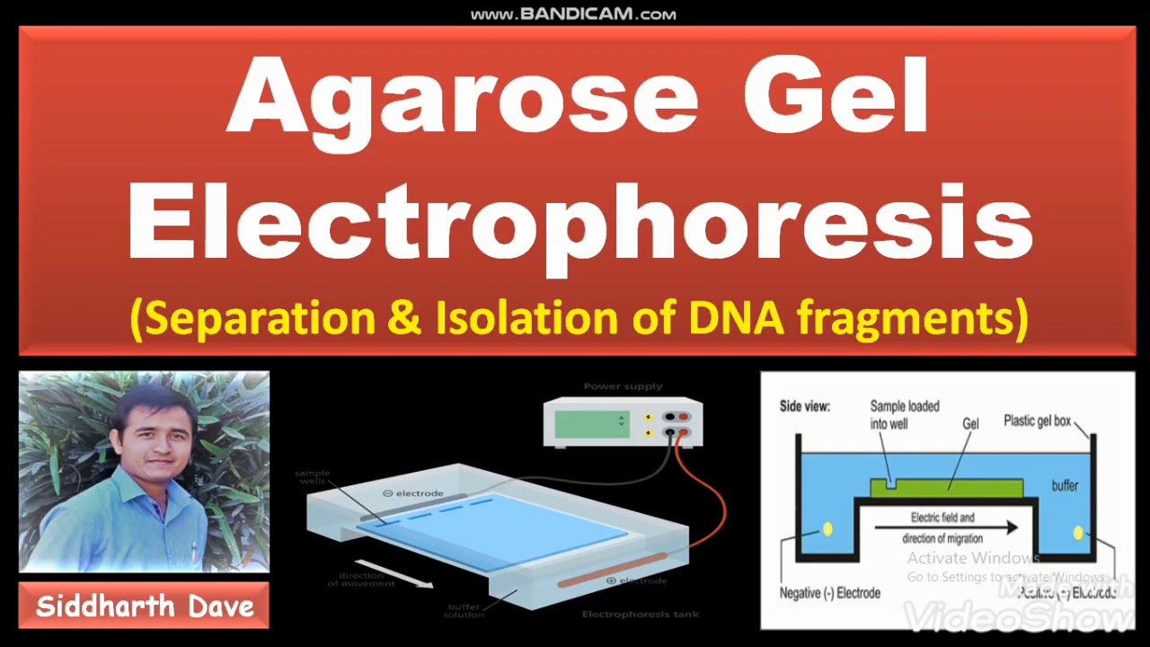 Agarose Gel Electrophoresis - Separation and Isolation of DNA fragments