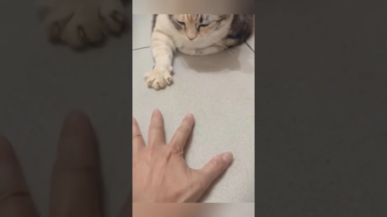 Animal Funny Video #comedy #comedy #funnyreel #animal #cat #dog
