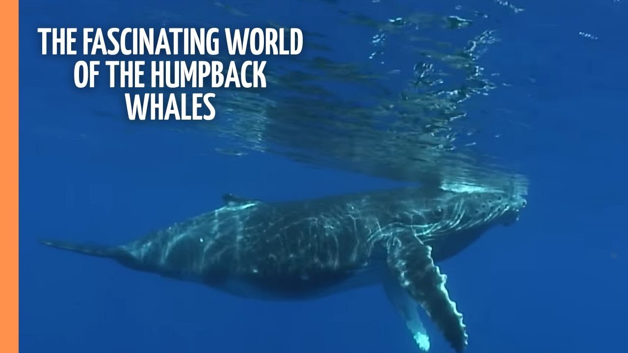 The fascinating world of the humpback whales | Full Documentary