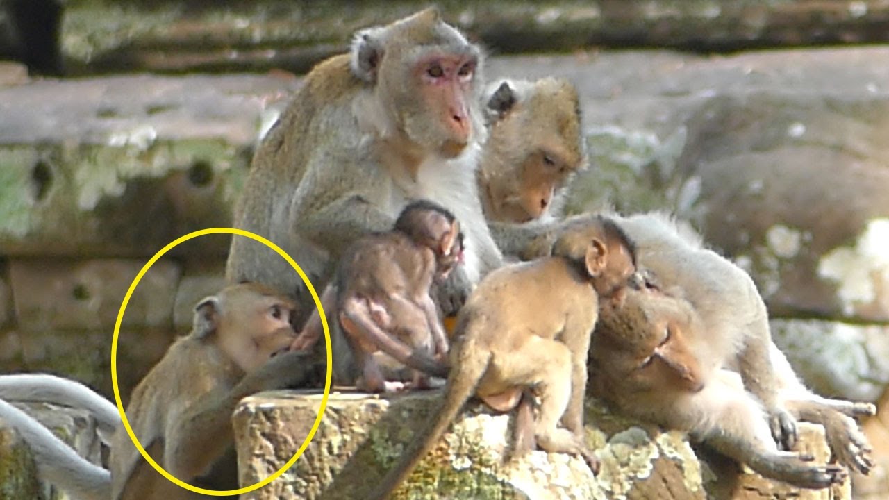 MG! JANNA Monkey Lost Chance Coz DUCH Not Like JANNA Face nd Why She Still Try To Biite JAZZY Hand?