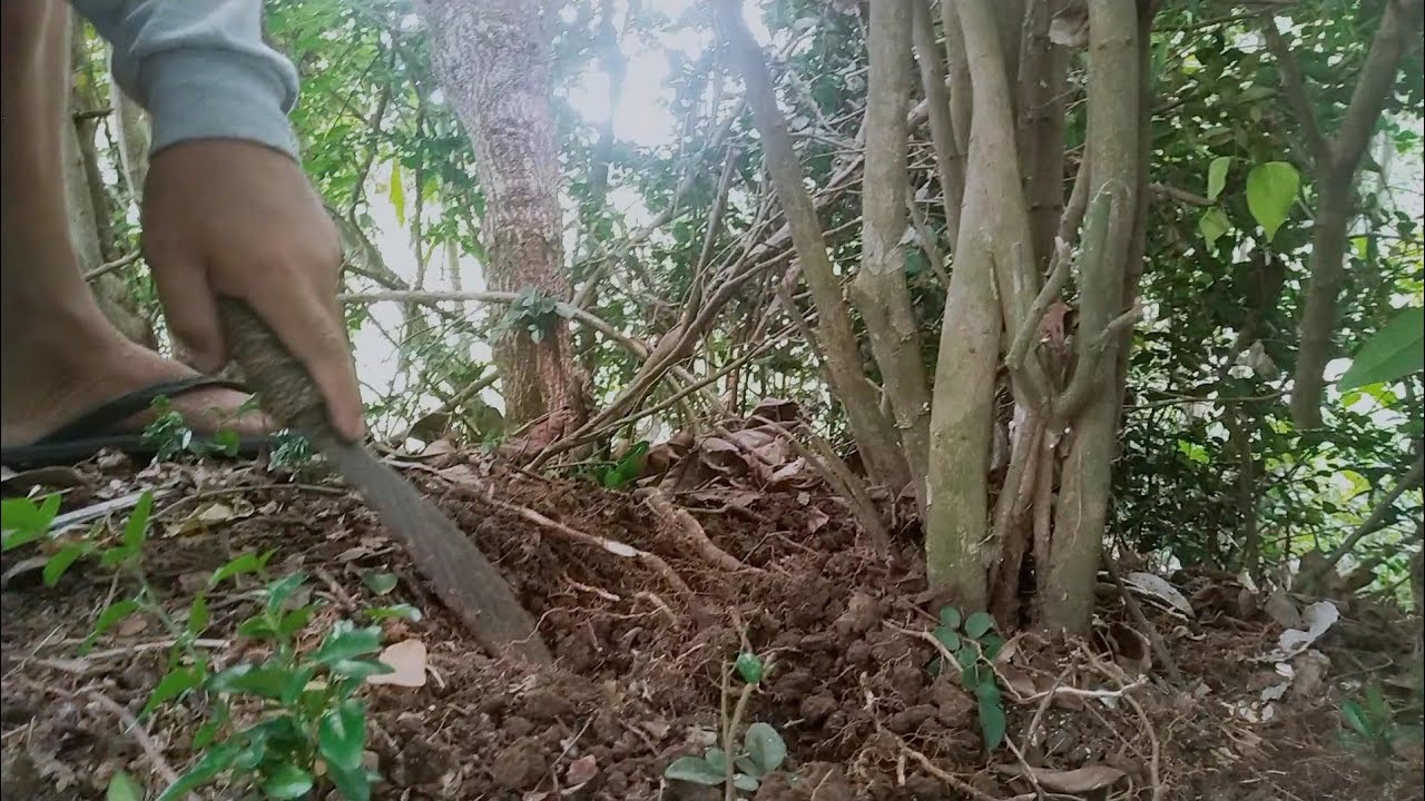 New place for collecting/hunting yamadori bonsai materials.napa ka dami at SULIT Ang nakuha namin.👌🤙