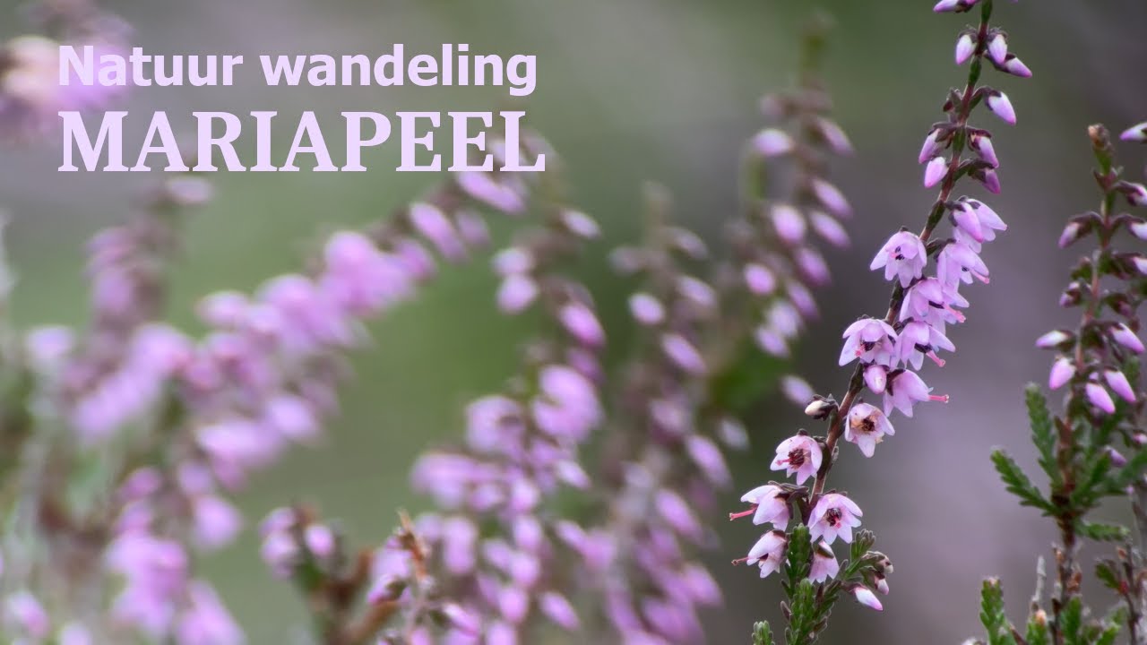 Natuurwandeling Mariapeel