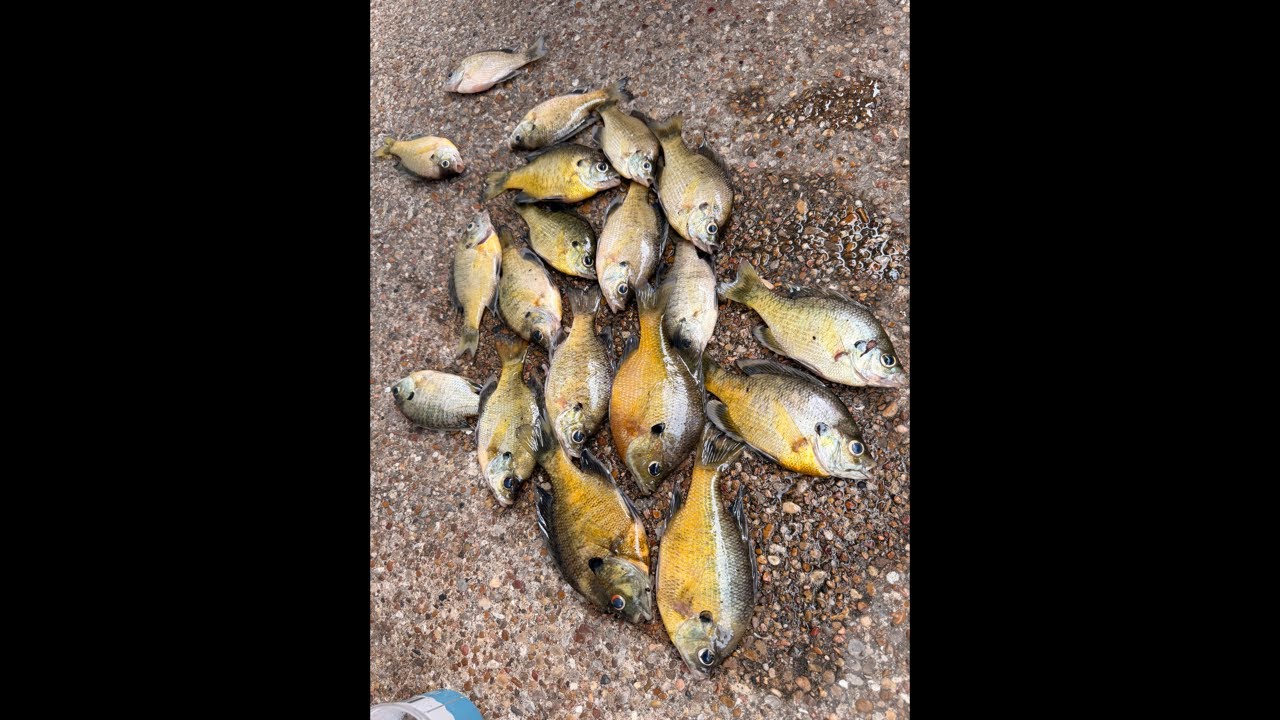 Catching catfish Bait 🎣
