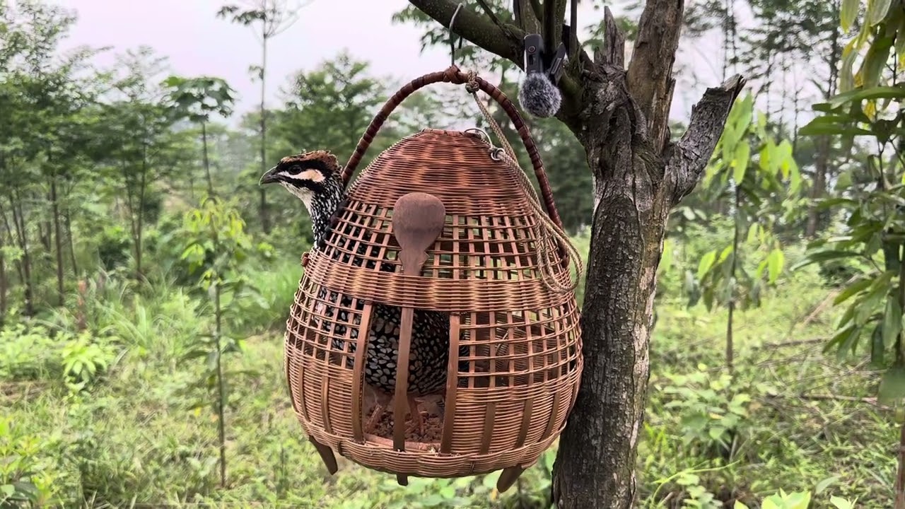 Đa Đa Mồi - tiếng chim đa đa kích bổi hiệu quả