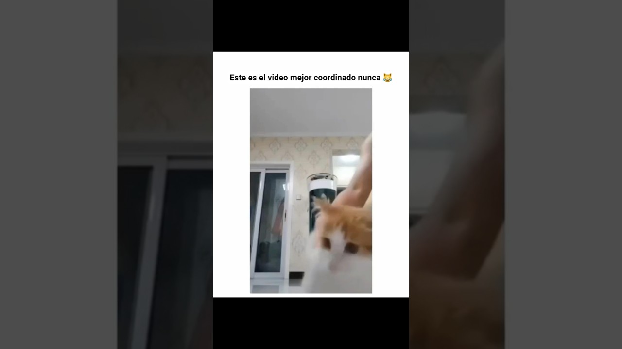 Este es el video mejor coordinado nunca 😹 #shorts #cat
