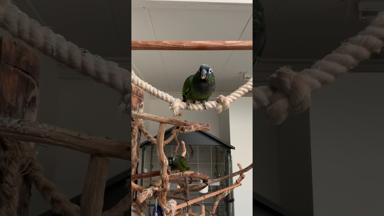 Parrots Pionus Maximilian Pica and Moppie