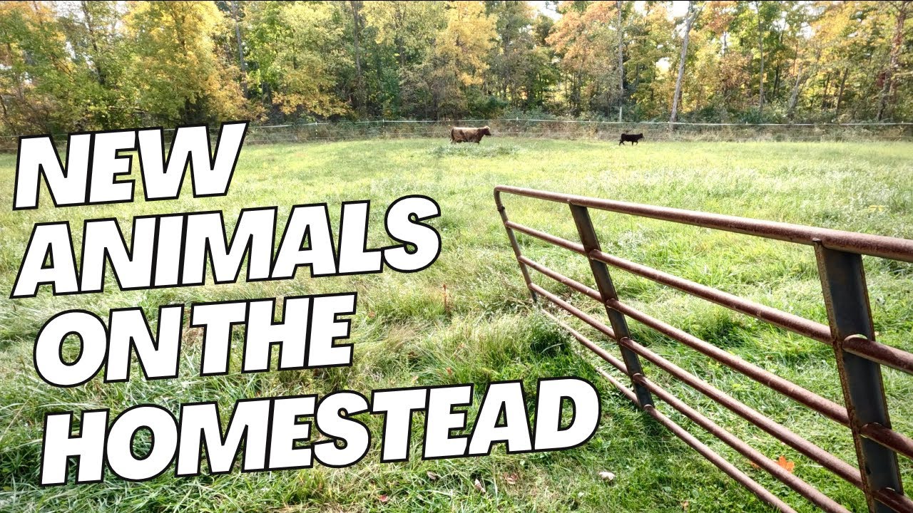 We got cows | cow calf pair | Dexter cows | No Experience! Adding cows to the homestead #vlog