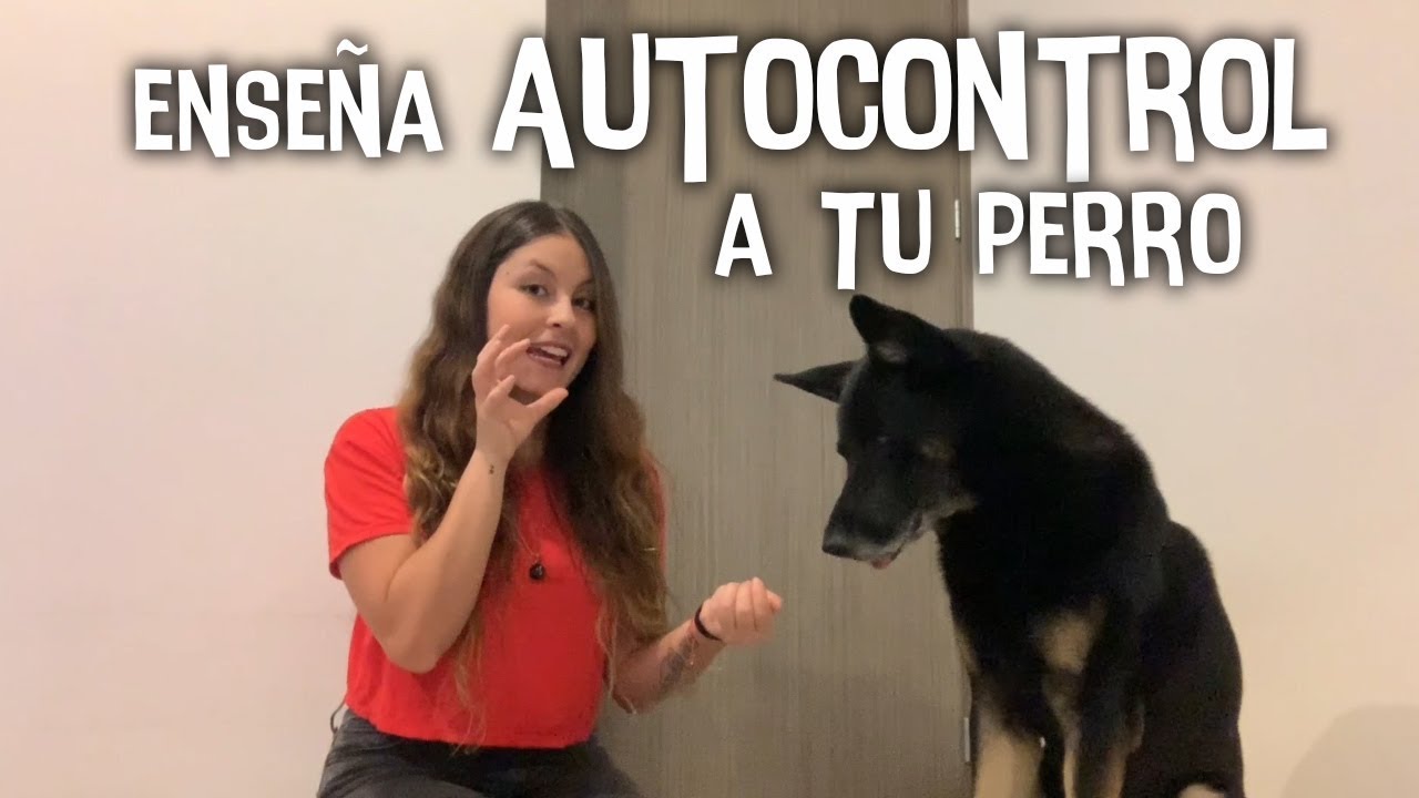 Pasos para enseñarle AUTOCONTROL a tu perro