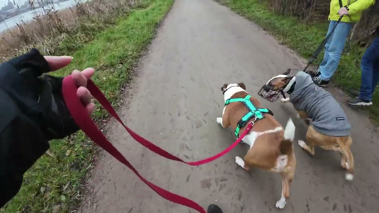 CujaMaracuja: Spaziergang mit Fremdhund