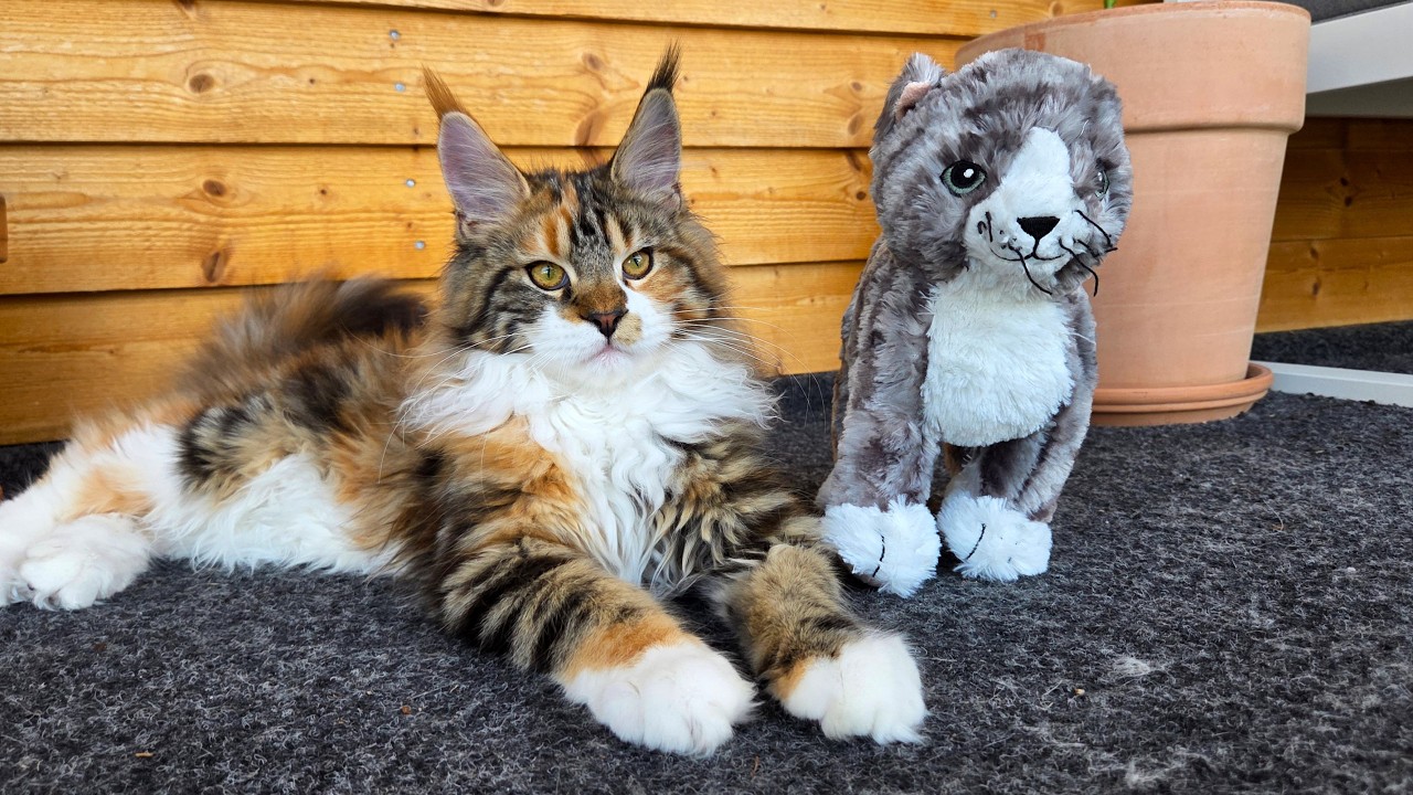 Kitten Iris Beats Up a Cat Plushie!