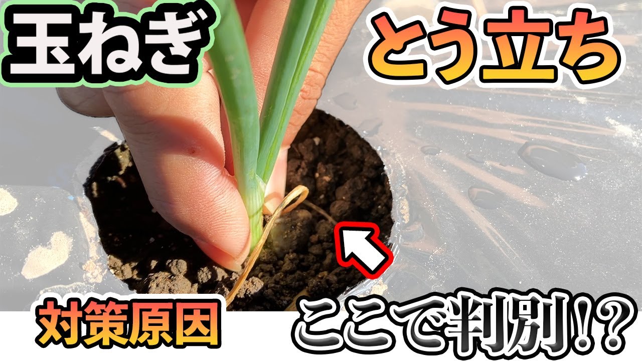 【玉ねぎ】これから★重要な★とう立ちの原因と対策を徹底解説。
