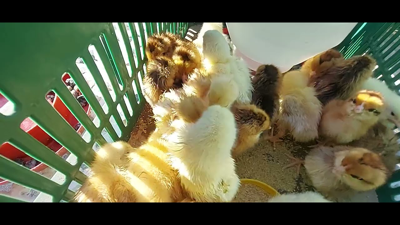 Pintinhos no Banho de Sol
