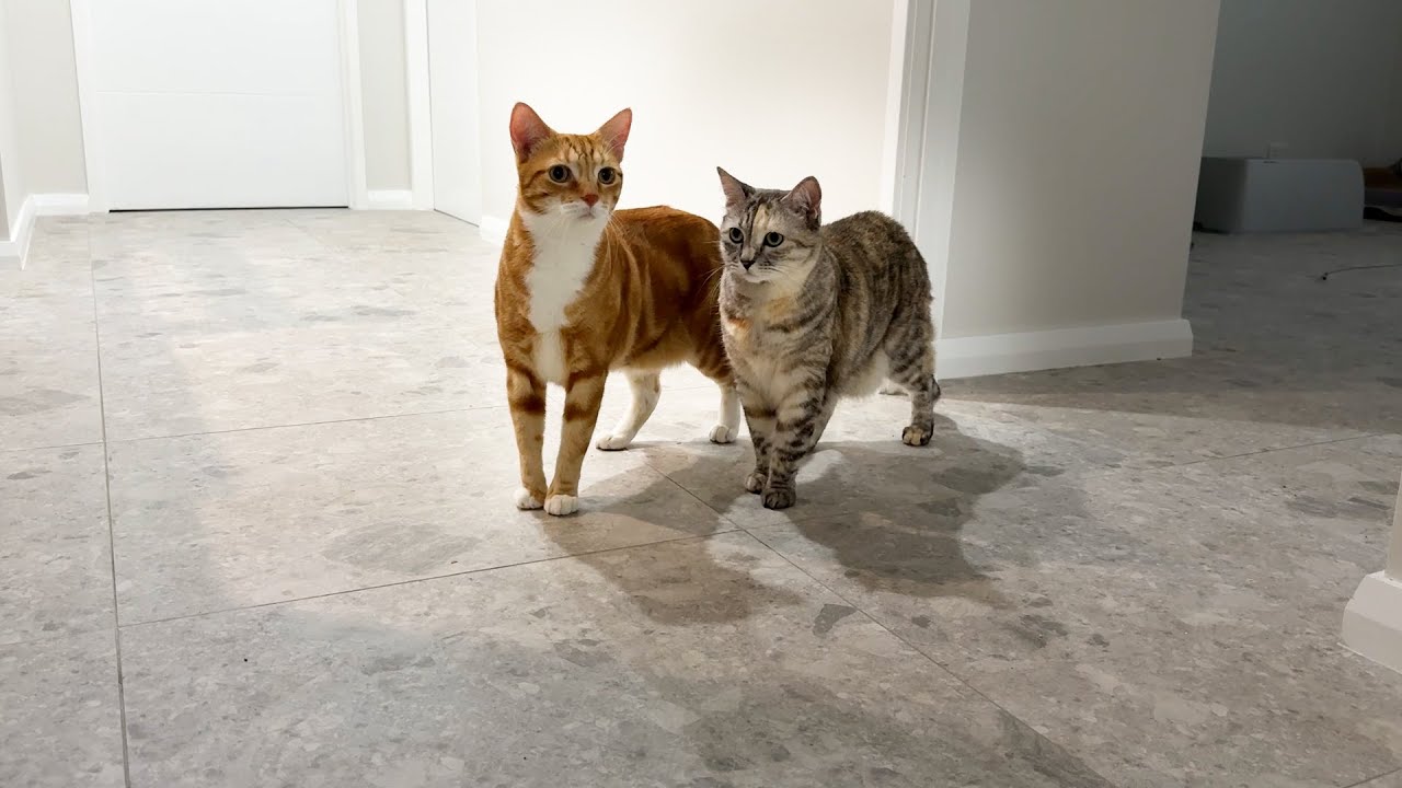 My cats explore their new home for the first time