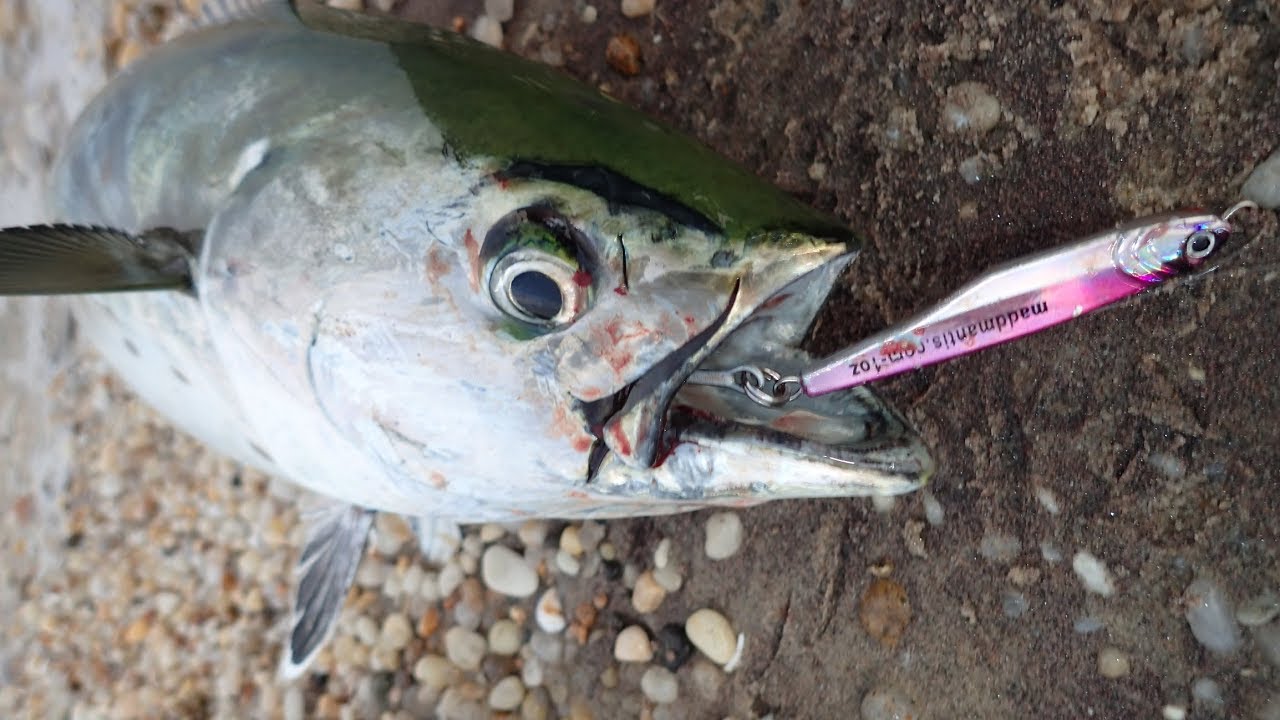 Surf Fishing for False Albacore - New Anchovy Jig