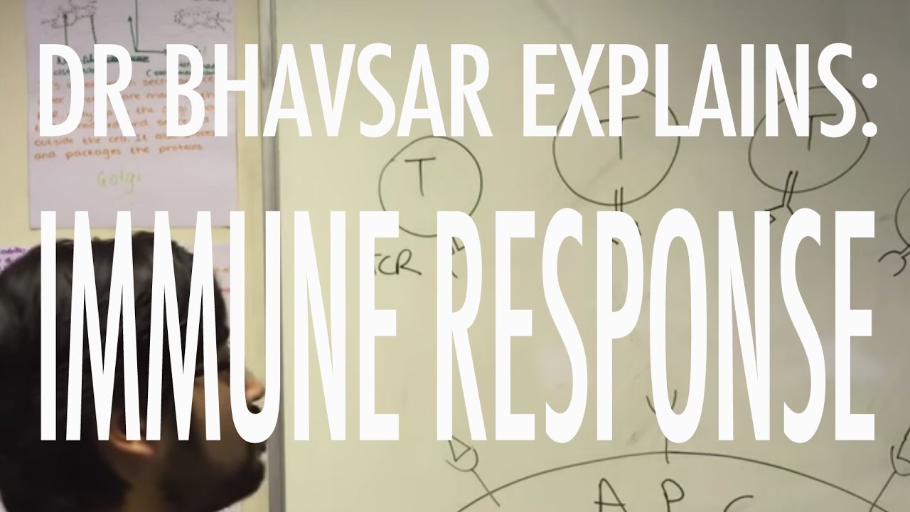 A level Biology: Immune response explained