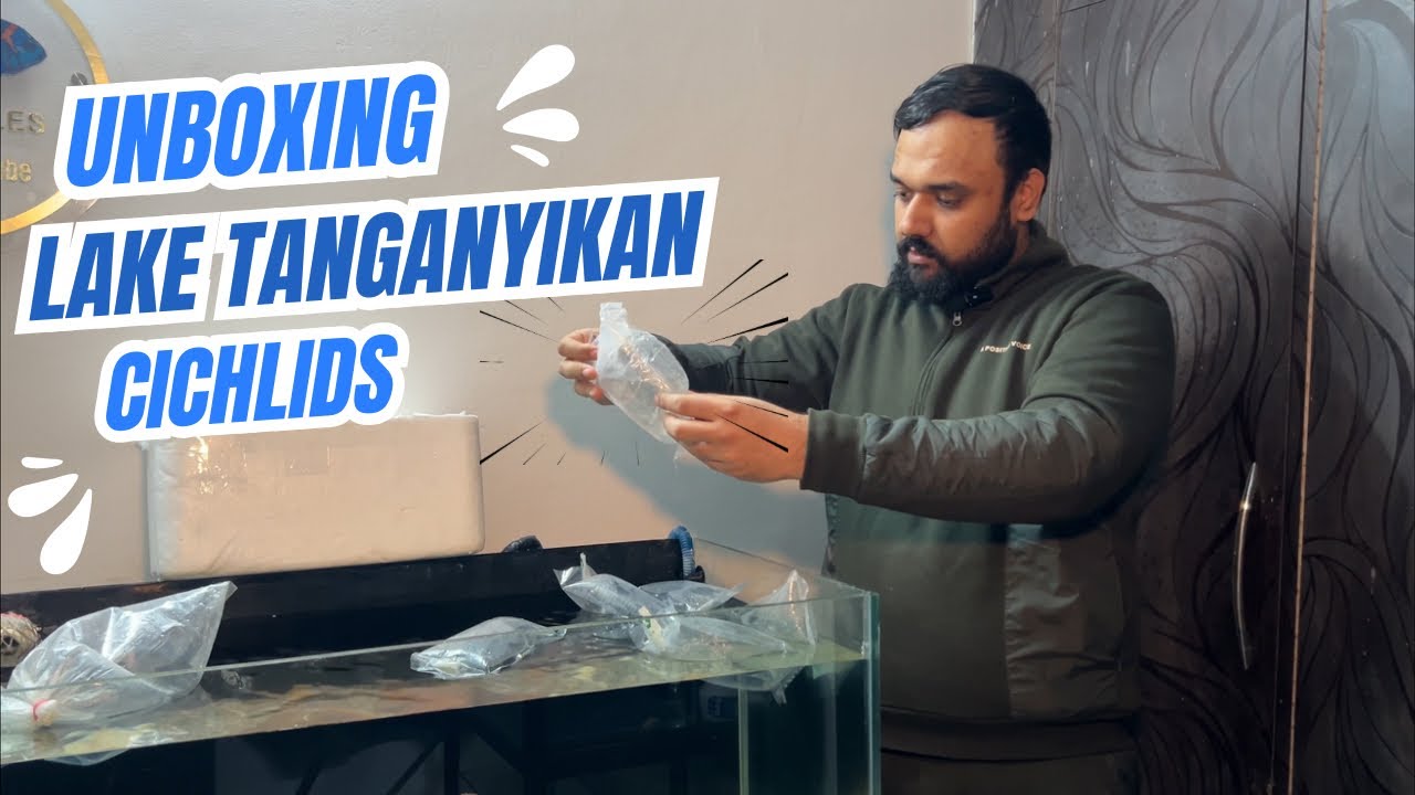 Unboxing Lake Tanganyikan Cichlids