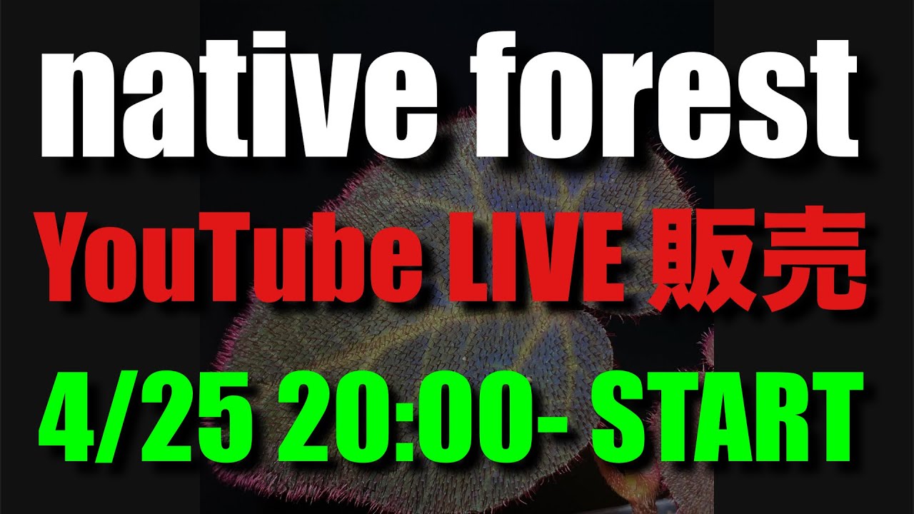 ”熱帯雨林植物” YouTube Live販売 ‼️