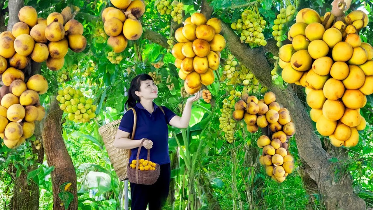 Harvest Langsat Fruit, Goes To The Market To Sell - Harvesting and Cooking | Daily Life