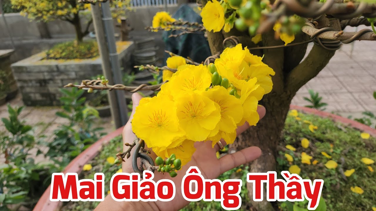 Mai Giảo Ông Thầy Nở Hoa