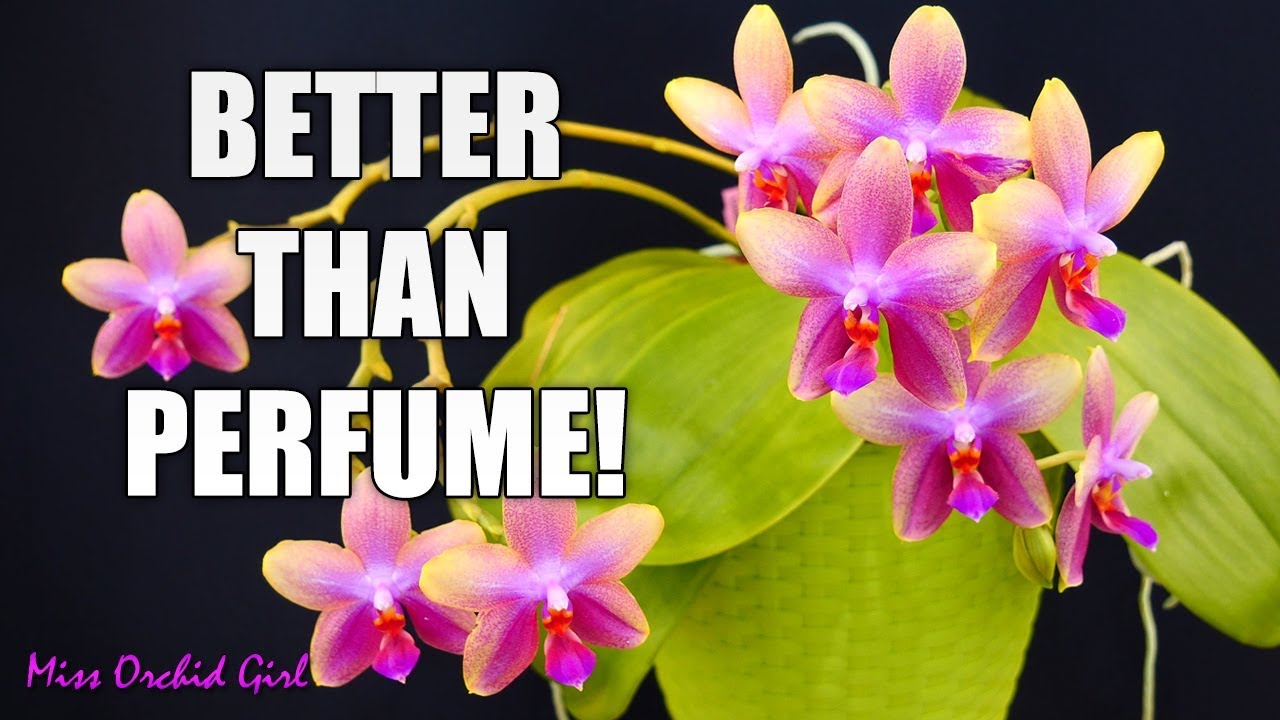 Orchids with strong fragrance - Who needs perfume freshener?
