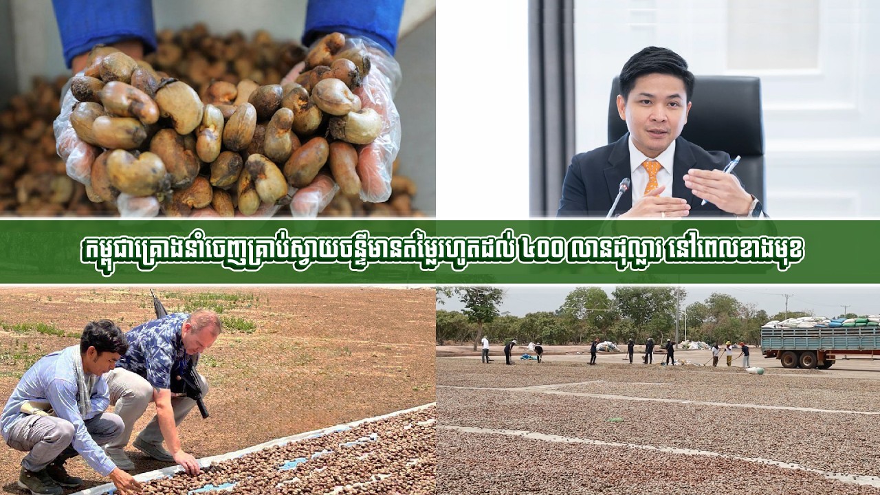 កម្ពុជាគ្រោងនាំចេញគ្រាប់ស្វាយចន្ទីមានតម្លៃរហូតដល់ ៤០០ លានដុល្លារ នៅពេលខាងមុខ