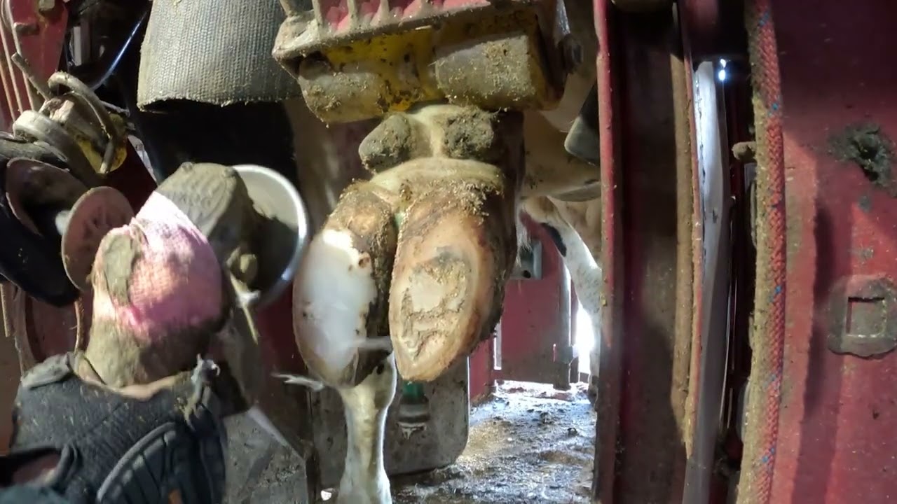 WATCH ME TRIM ALL 4 of THIS BULL's HOOVES / Hoof Restoration // Transformation //
