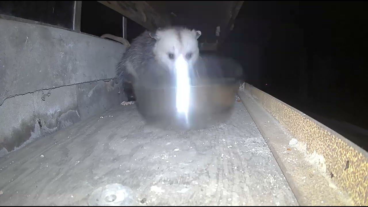 Possum Isn't Sure How to Get Down
