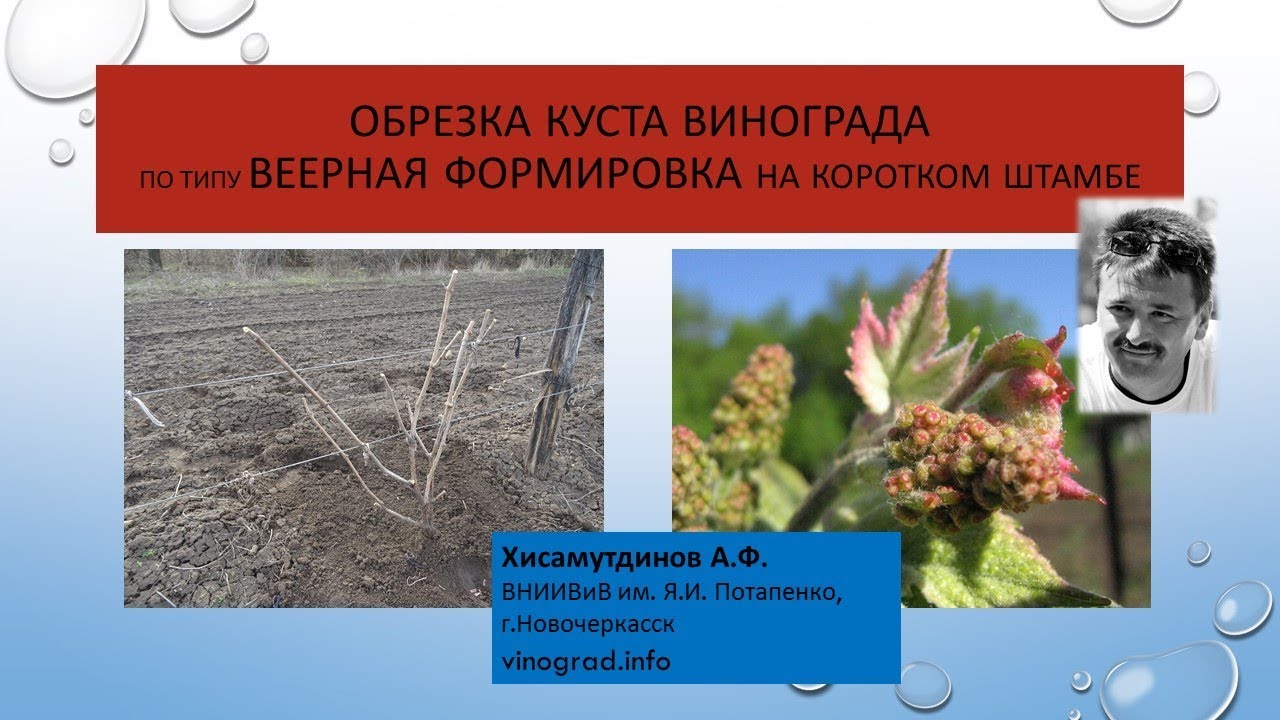 Обрезка  куста винограда по  типу веерной формировки на коротком штамбе, Хисамутдинов АФ