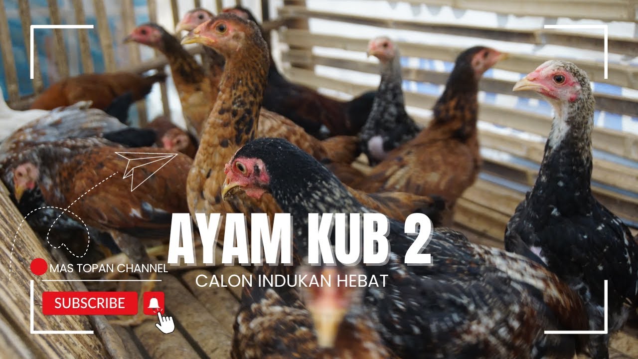 Ternak Ayam KUB 2 JANAKA Calon Indukan dengan Ayam Jolus Murah