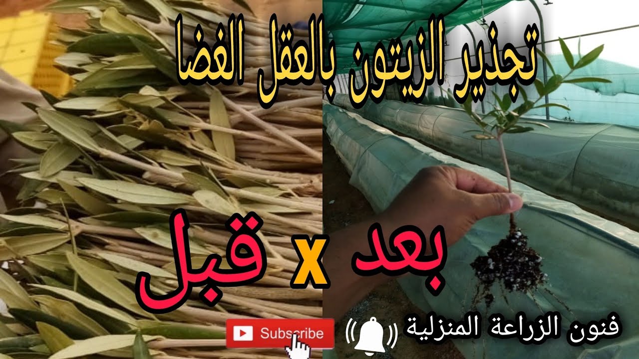 شاهد أكثار الزيتون بالعقل الغظا والطرفيا 🌱 Witness the proliferation of olives, rage and periphery