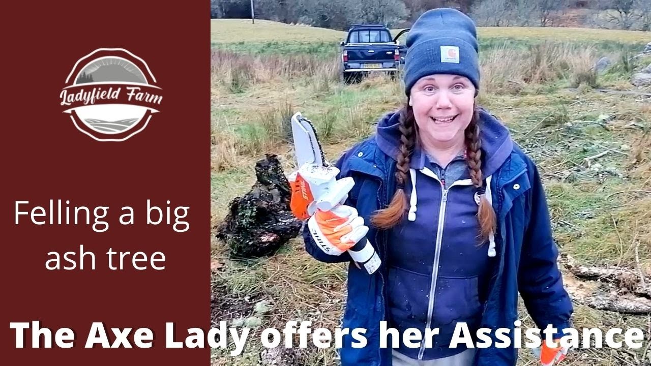 LADYFIELD FARM  :  Felling a Big Ash Tree