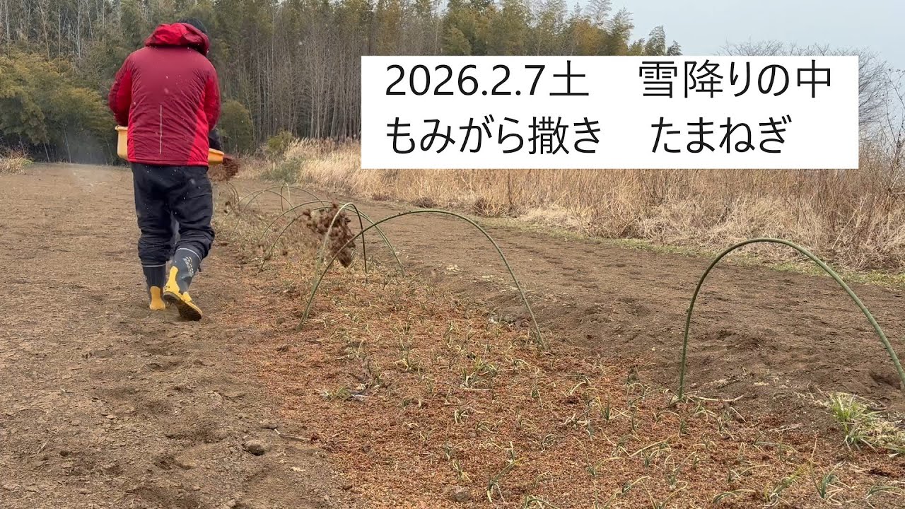 2026.2.7土　雪降りの中もみがら撒き　たまねぎ