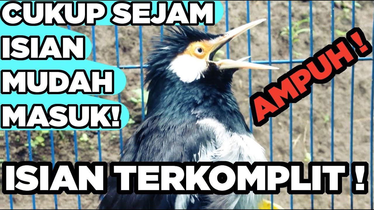 Suara Jalak Suren Gacor untuk Pancingan - FULL ISIAN TERBAIK paling AMPUH buat MASTERAN