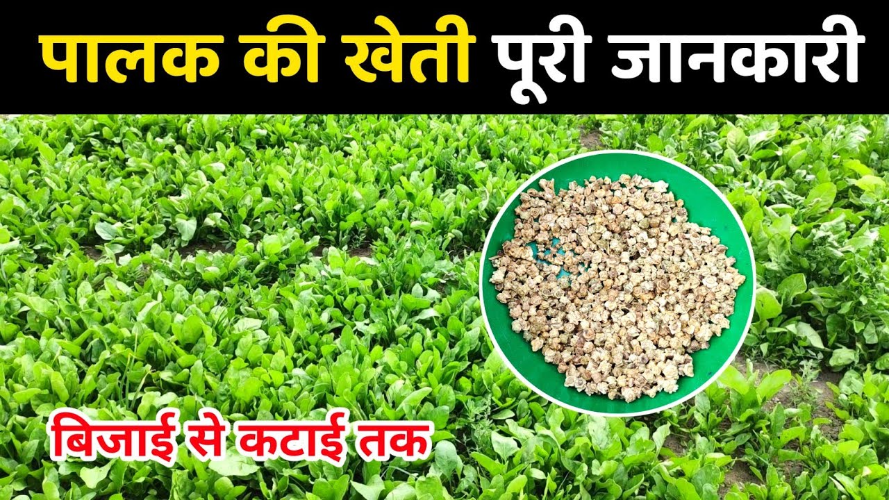 पालक की खेती का पूरी जानकारी बिजाई से कटाई तक की 🌱🌿 palak ki kheti kaise karen | palak ki kheti