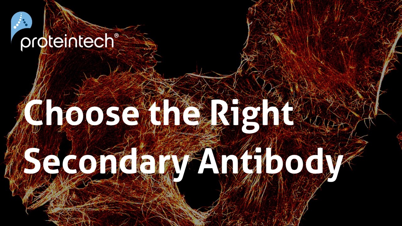 Considerations for Selecting Secondary Antibodies