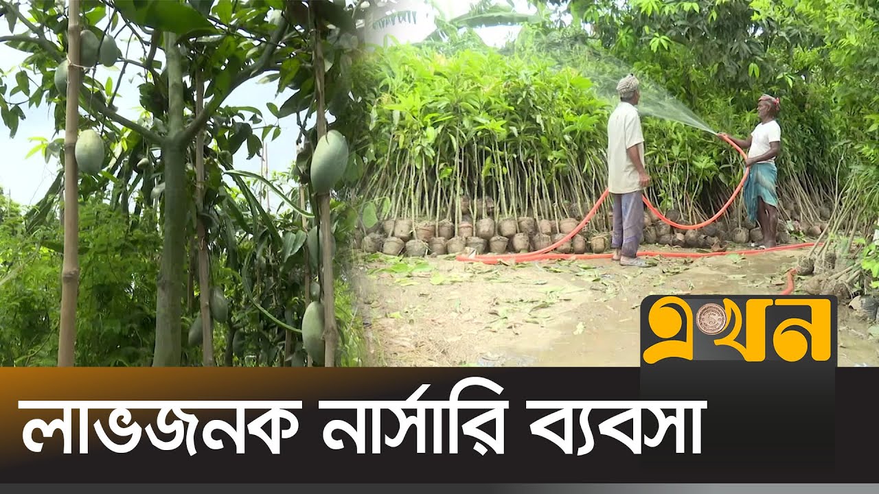 নাটোরে ৫০ কোটি টাকার চারা গাছ উৎপাদন | Nursery News | Natore News | Seedling Tree | Ekhon TV