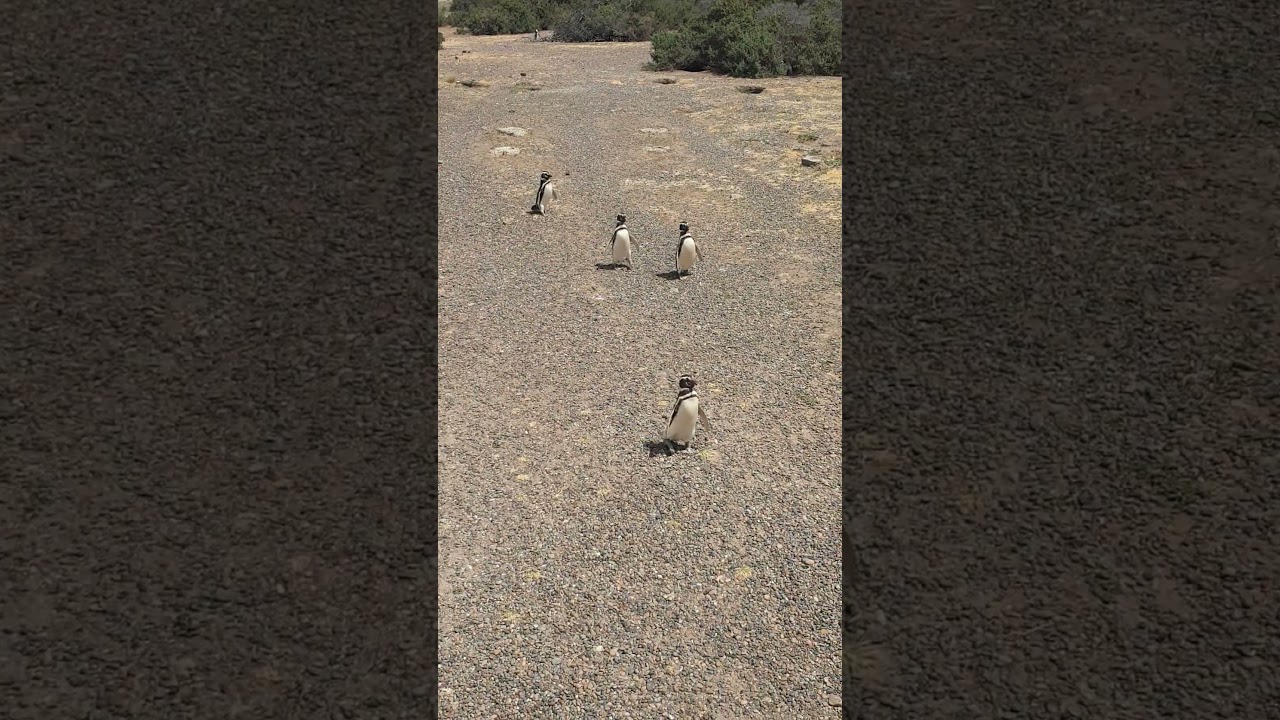 la marche des pingouins en Patagonie en Argentine #patagonia #pingouin #argentina #ameriquedusud