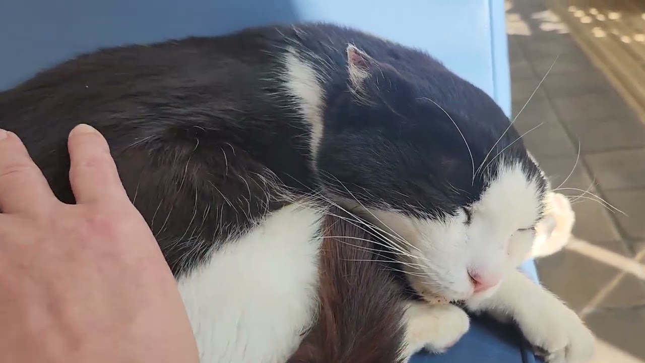 🍀HEALING CAT🐈️ 1305                                             💕FERRY PORT💕 4