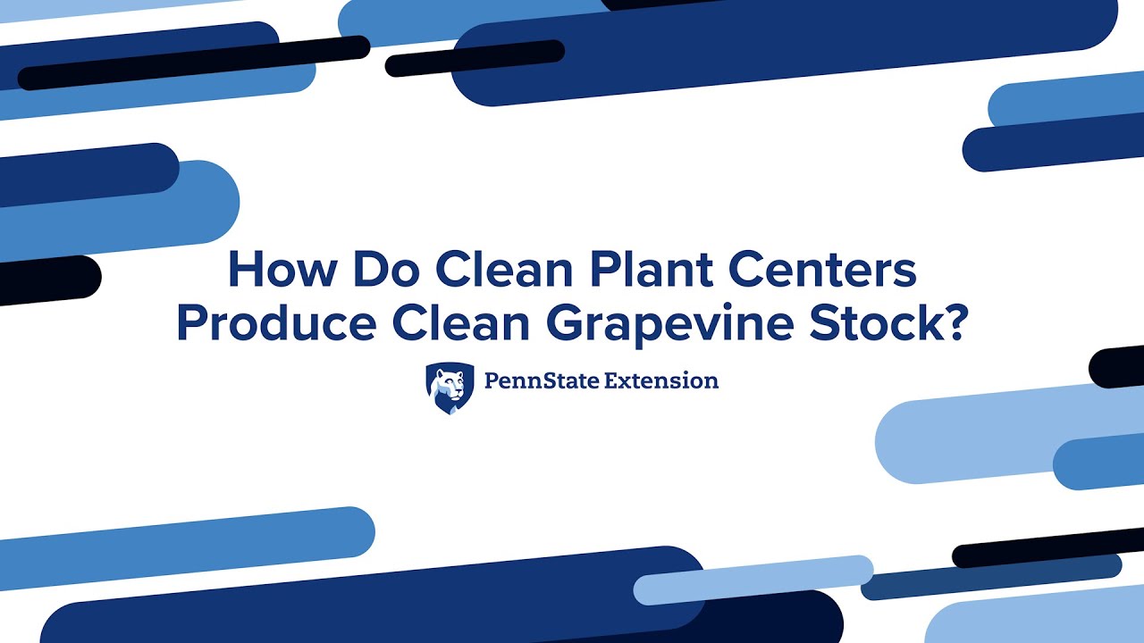 How Do Clean Plant Centers Produce Clean Grapevine Stock?