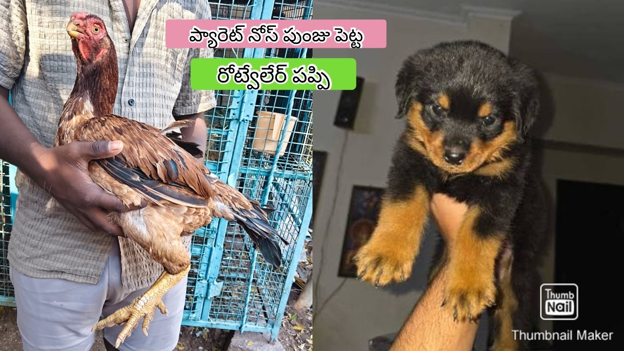Parrot Beak Hens | 8247861753 | Rottweiler Puppies | Video 2748 | Rythu Market 2